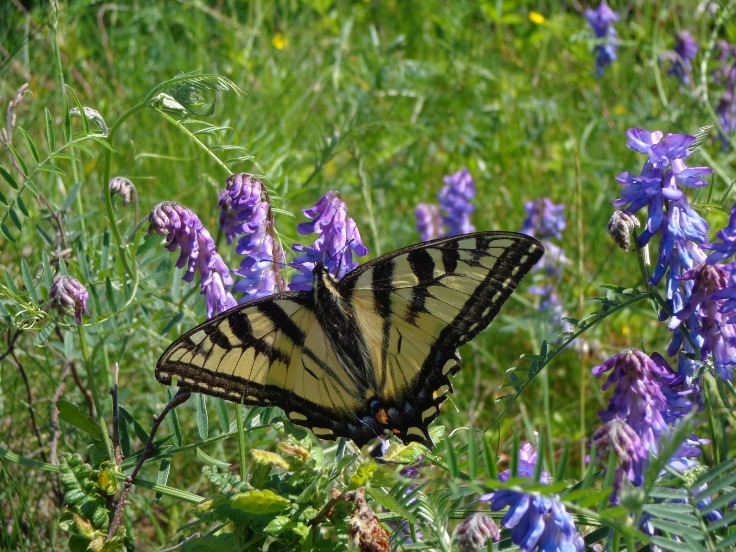 Tiger Swallowtail 2013 920x552