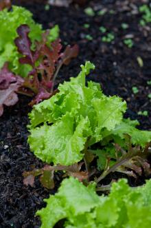 greens_2_220x331 copy