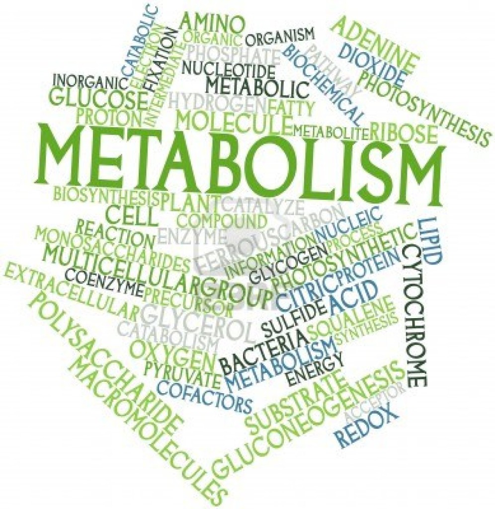 metabolism-996x1024