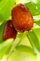 06 dates