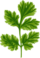 cilantro