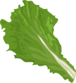 lettuce greens