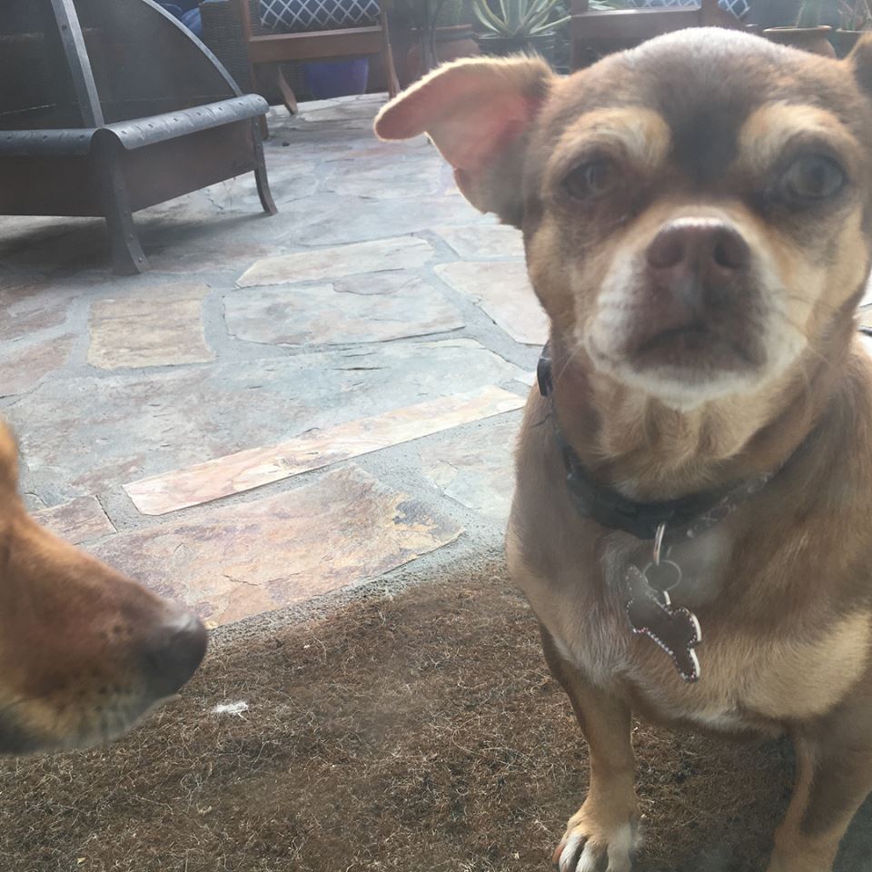 2.16-fur friday 1-romo molly