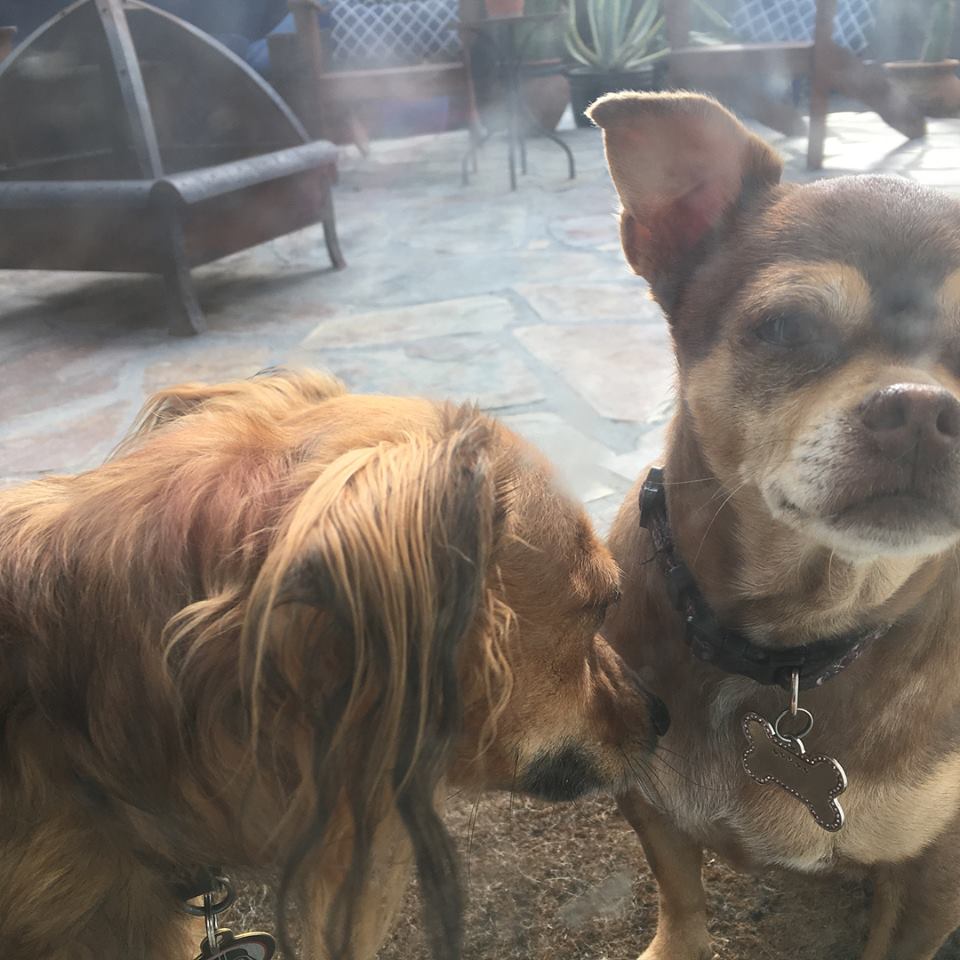 2.16-furfriday-romo molly 2_copy