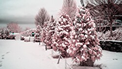 XMAS TREE 2 2021