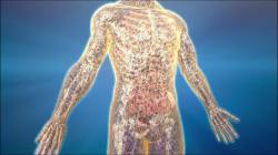 image of body and nerves