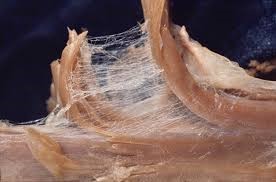 fascia