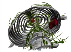 lymph, spine and ribs