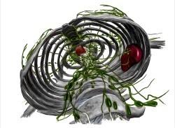 lymph_ribs