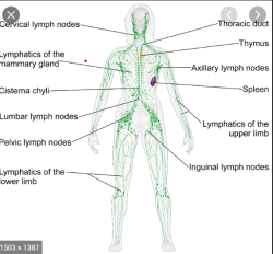 Lymphatica - Lymphatic Therapy and Body Detox Facility - Let's