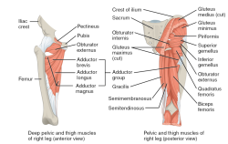 muscles of hip