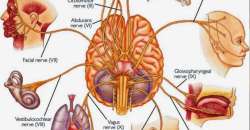 vagus nerve