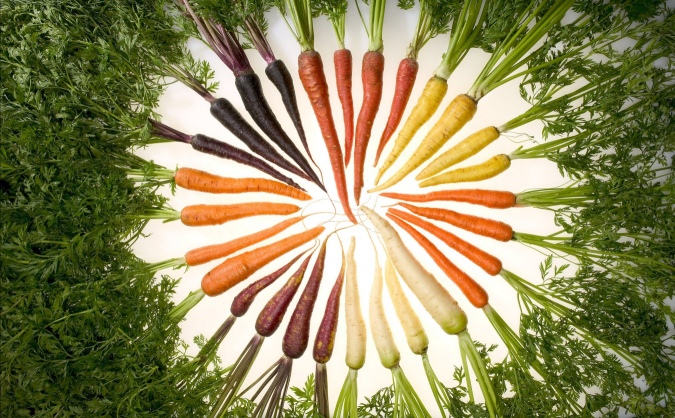 circle of carrotslge