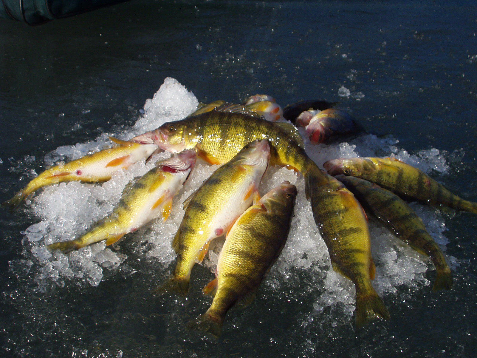 Pile of perch on ice