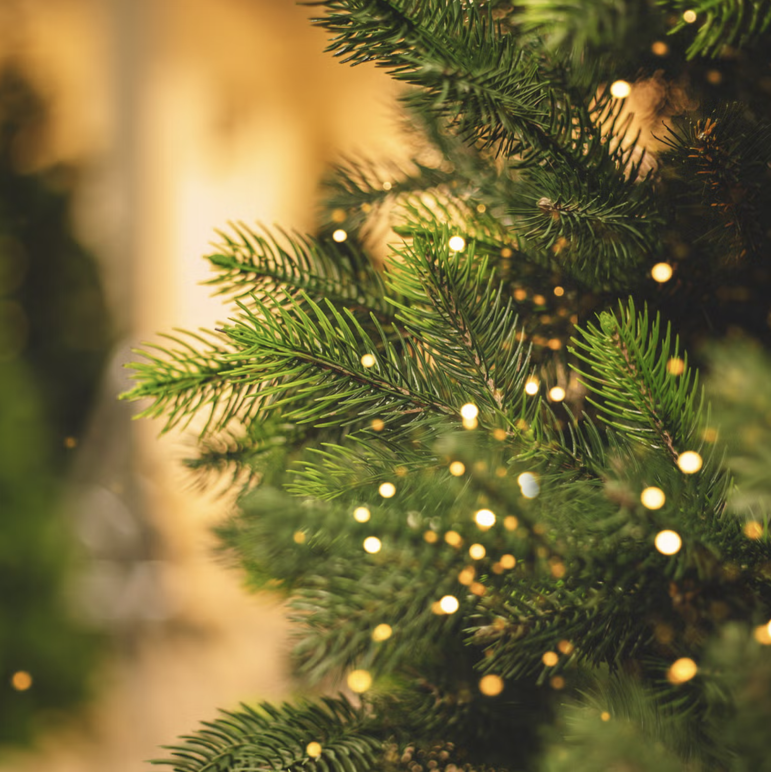 Christmas tree blurred Christmas tree blurred