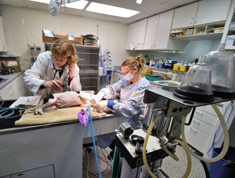 Visit Our Clinic Animal Medical Clinic St. Paul, MN