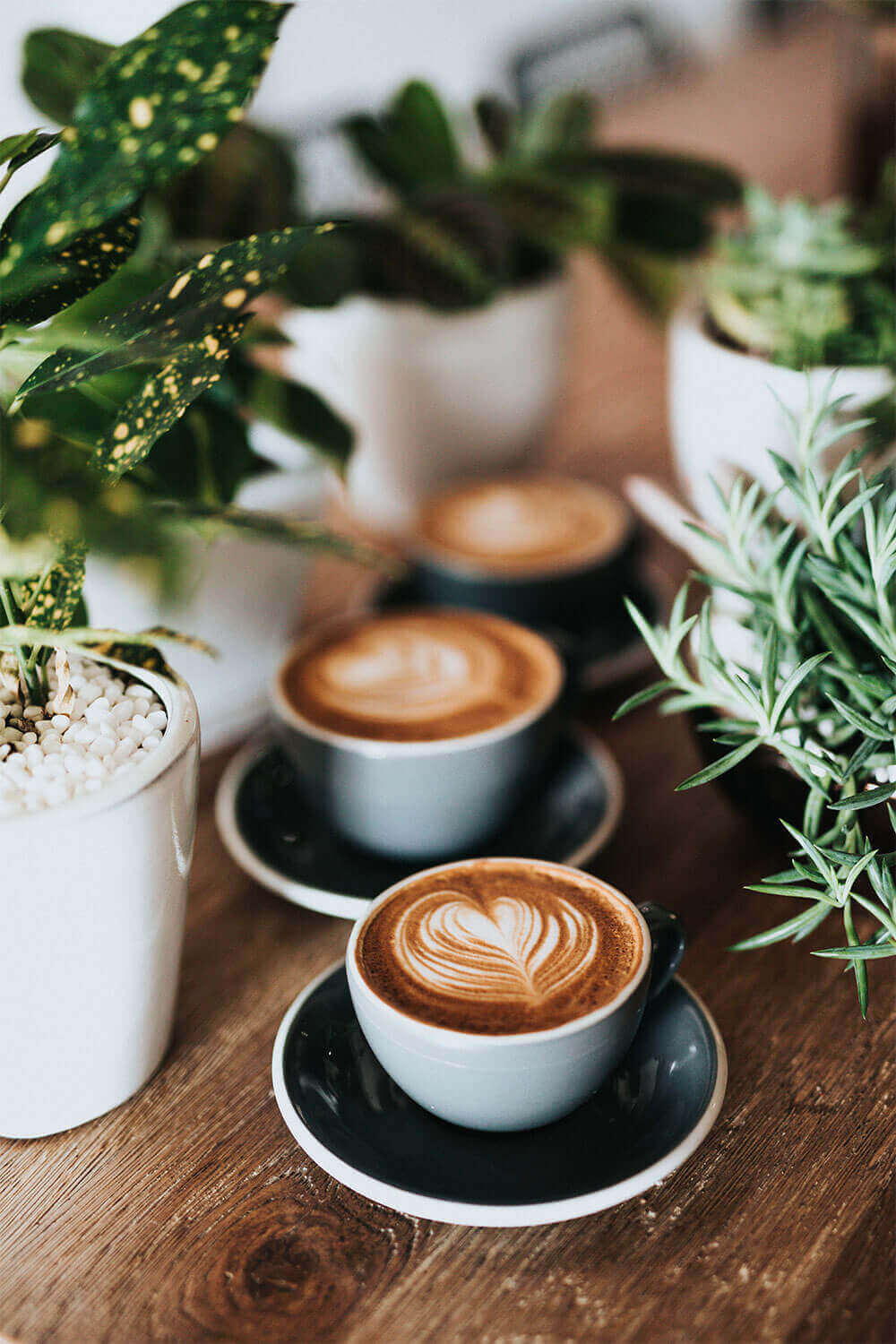 coffee-plants