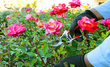 IMG_ContentMaintenance