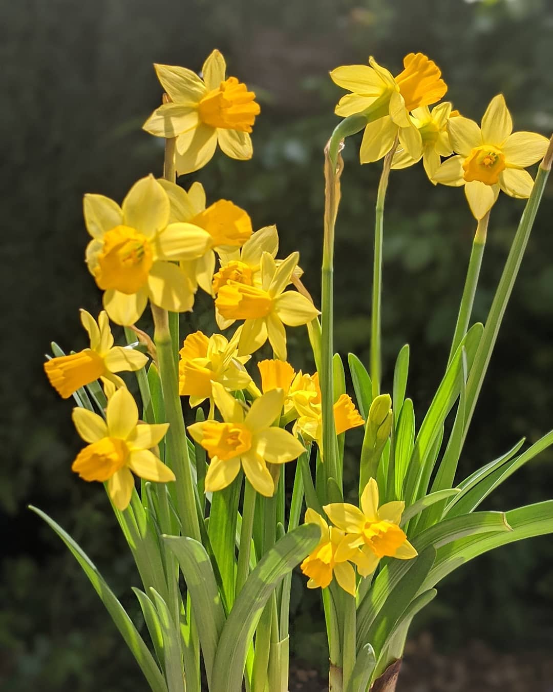 Easter image