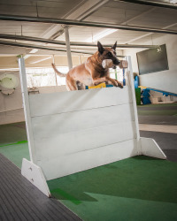 Agility