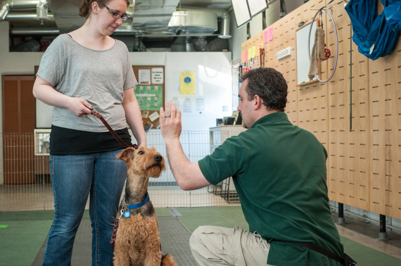 Canine Resolution Private Lessons 