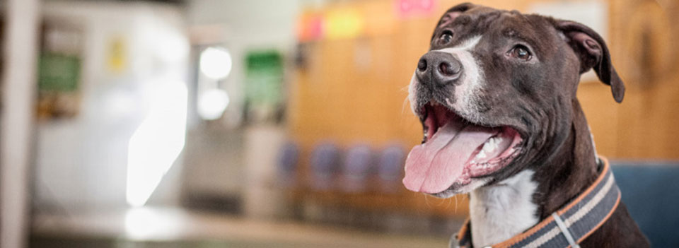 dog3