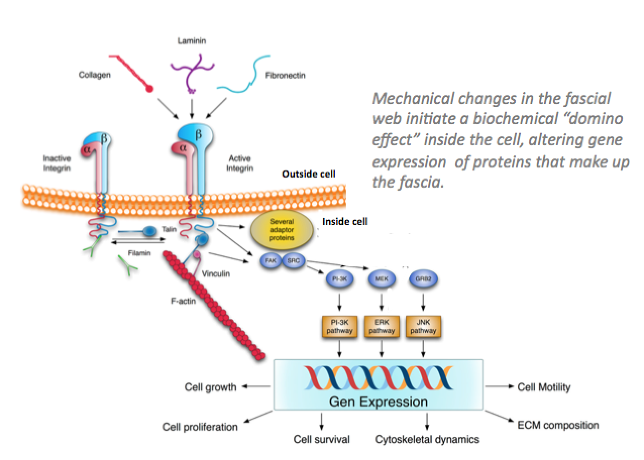 Integrinaltersgeneexpression