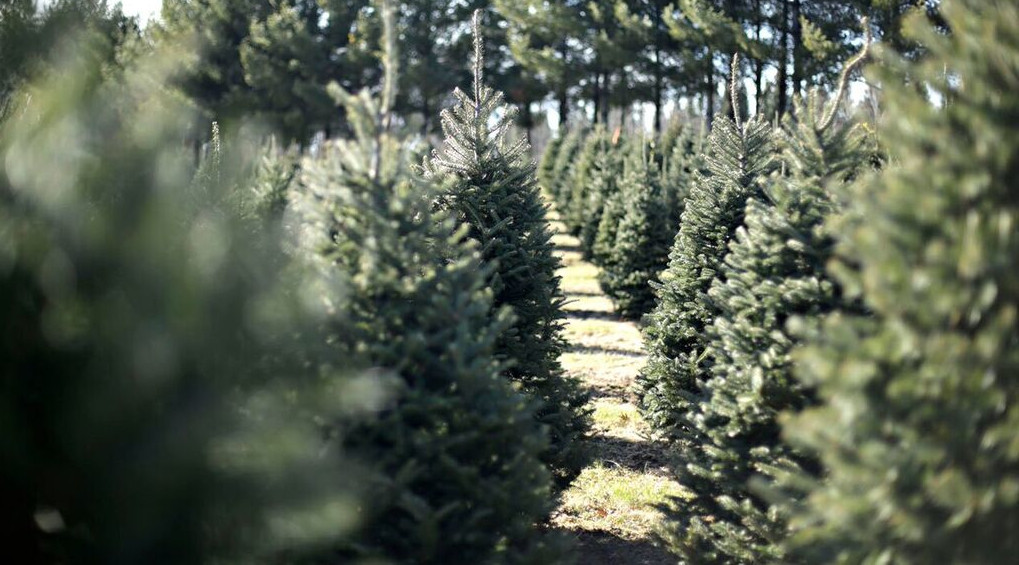 Cornerstone Pines 201725WebSize_preview