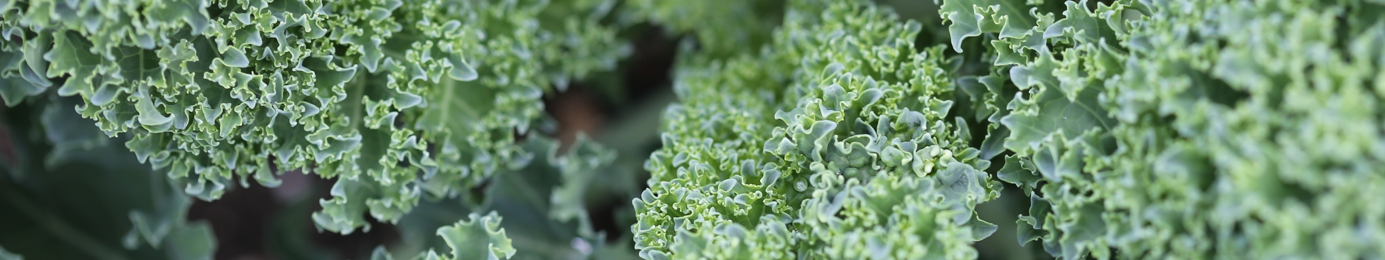 kale_super_short_735KB
