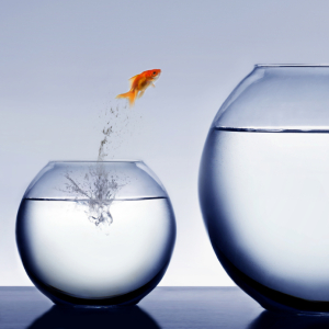 fish-bowl