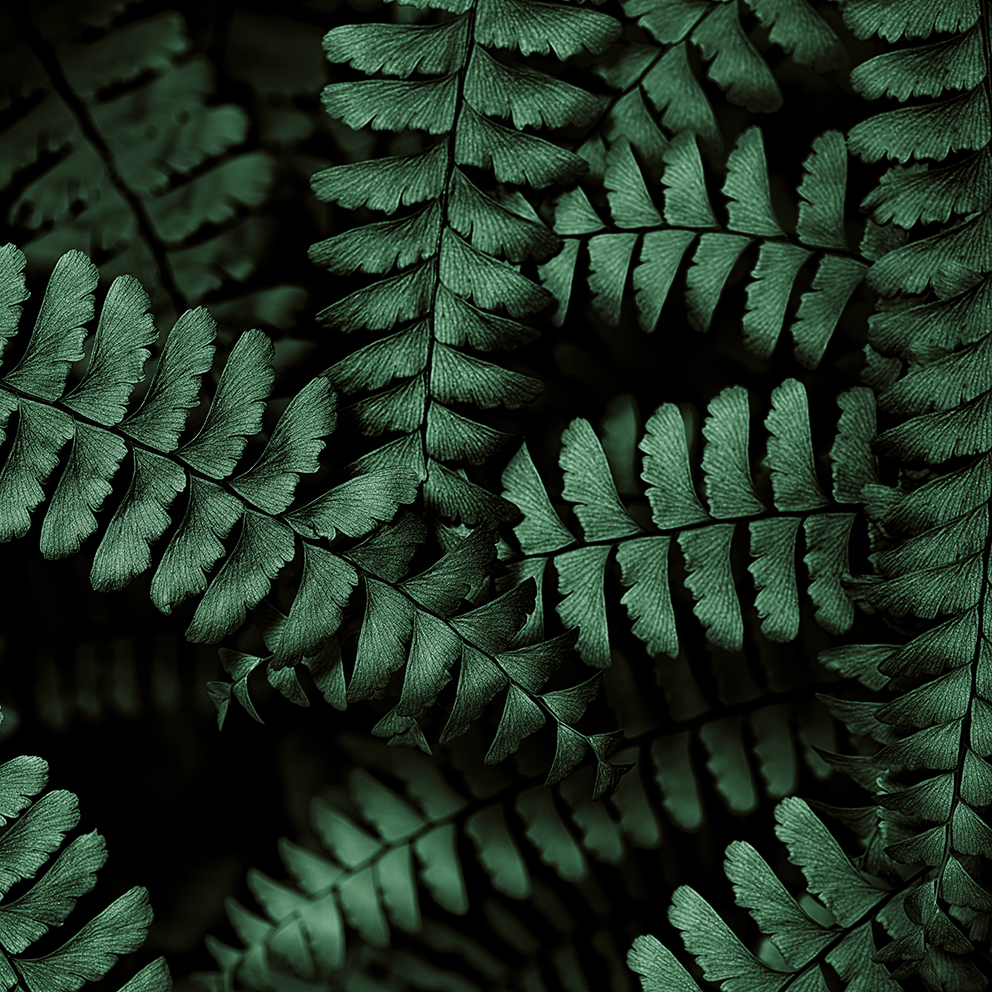 ferns