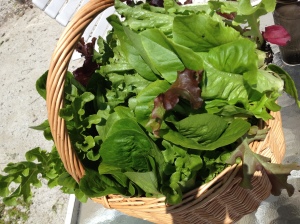 Basket of Green