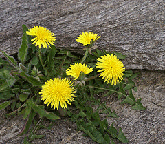 Dandelions