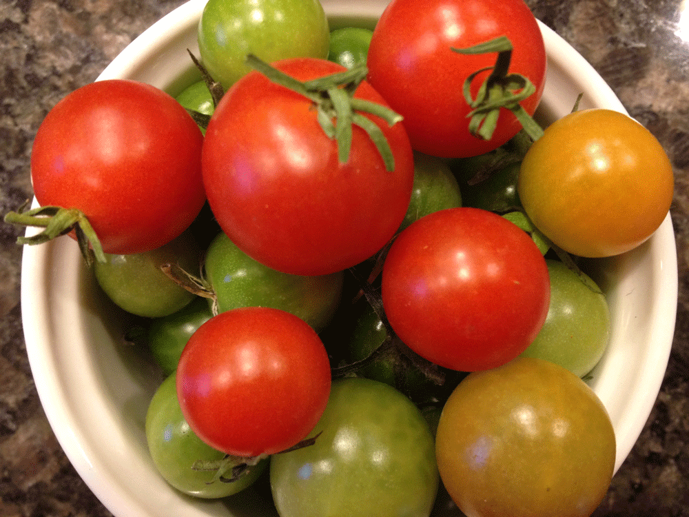Green-Tomato-Harvest