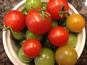 Green-Tomato-Harvest