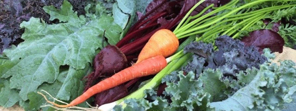 Kale-header