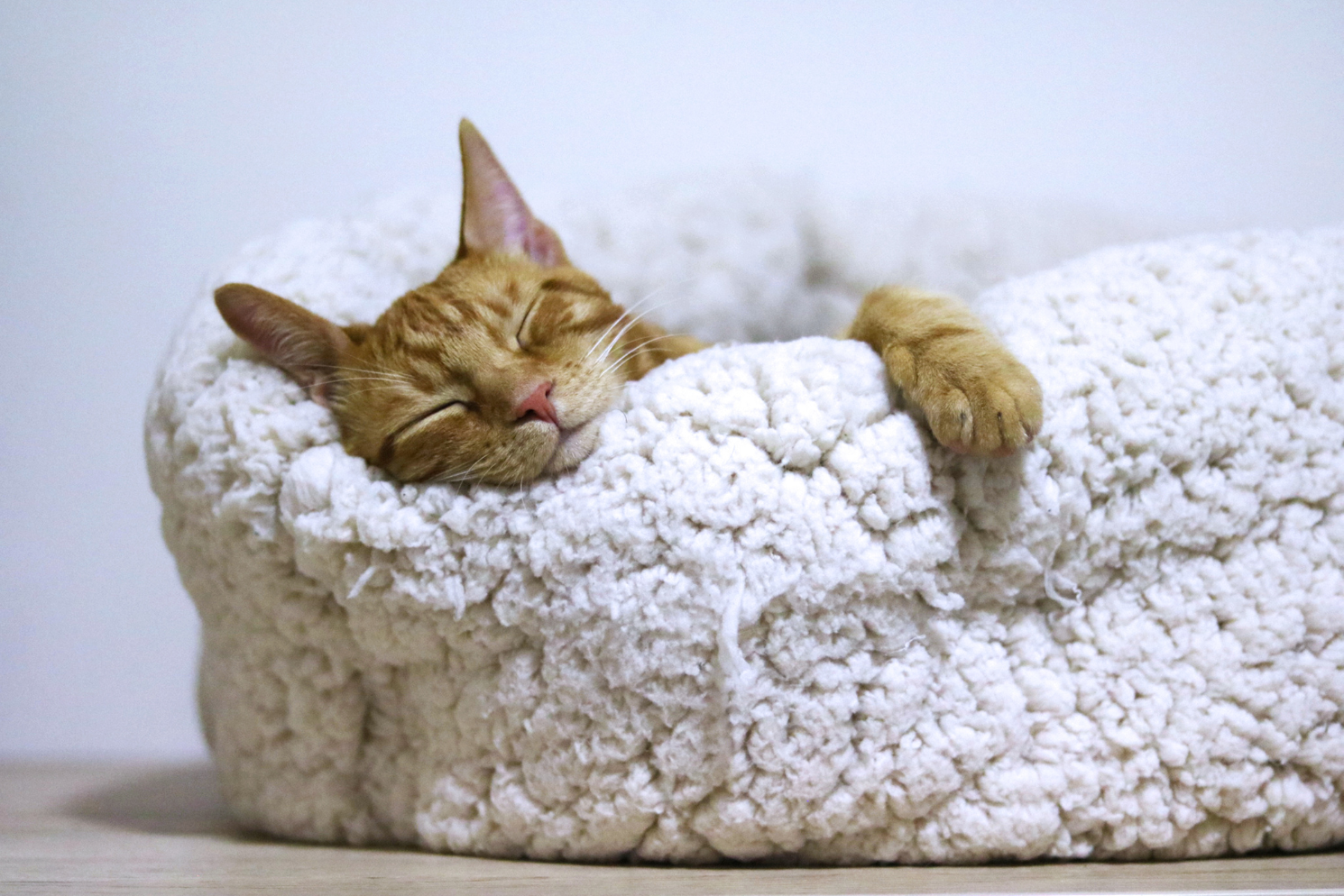 cat sleeping canvas_copy