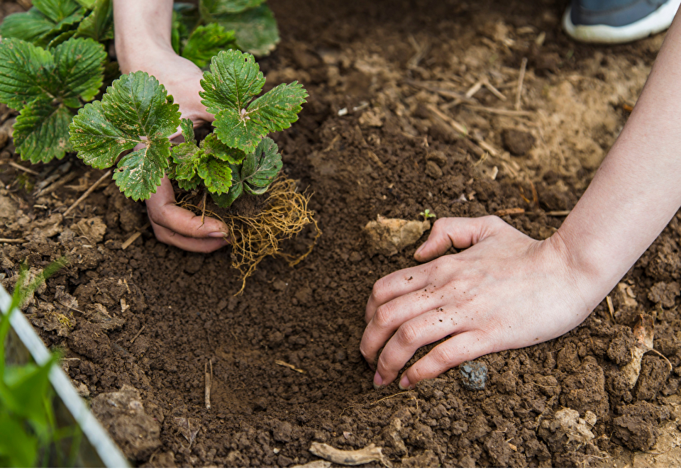 gardening hands canva