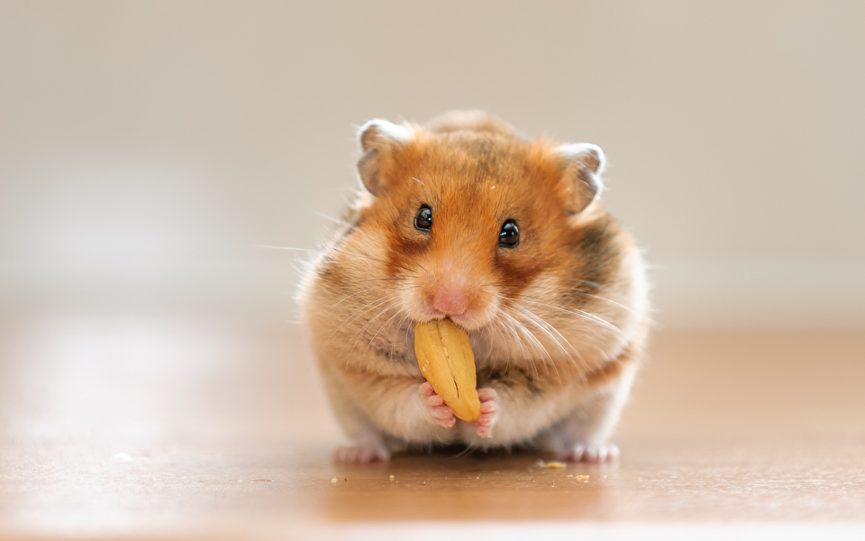 gerbil eating