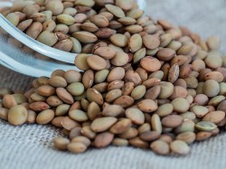 green lentils pix