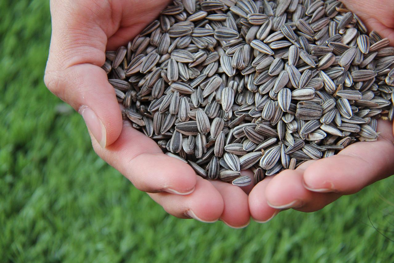 sunflower-seeds pix