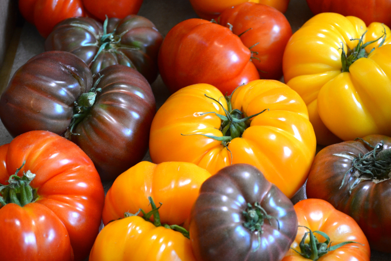tomatoes canva