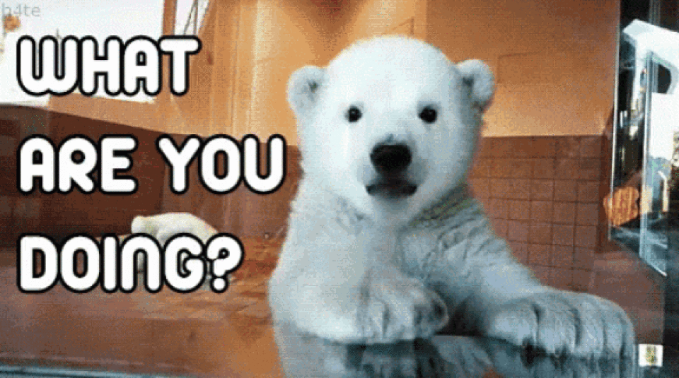 polar bear tenor