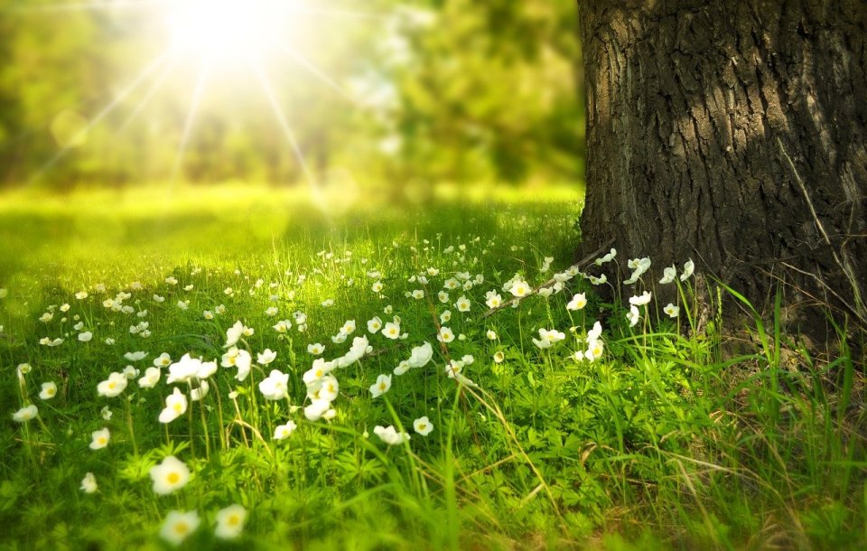 summer tree