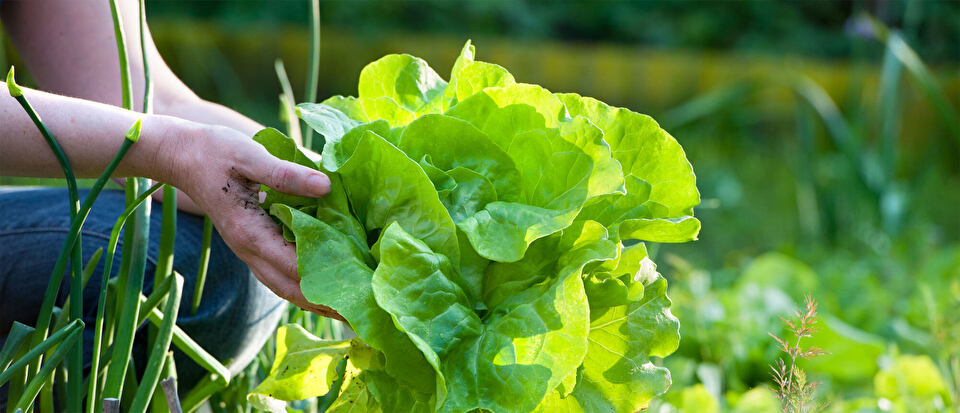 woman-picking-lettuce