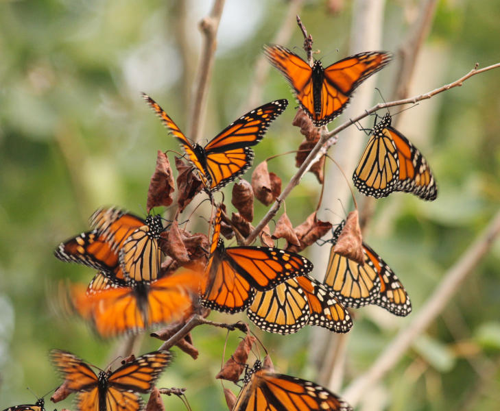 Monarch Preview