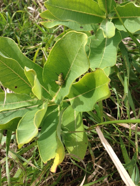 One Mile Caterpillar