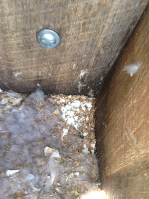 One Mile Nesting Success