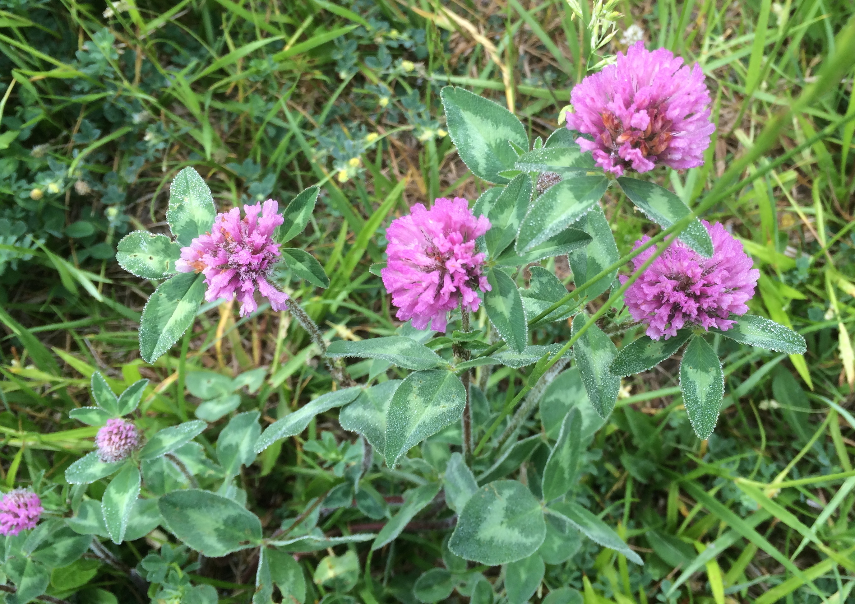 The Wonderfulness of Red Clover