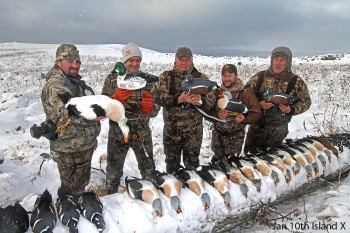 king eider mount